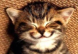 smiling-cat